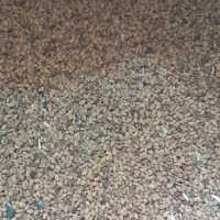 بزریونجه درجه یک|گل و گیاه طبیعی|جیرفت, |دیوار