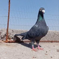 فروشی|حیوانات|تربت جام, شهرک آزادگان|دیوار