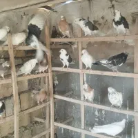 کبوتر