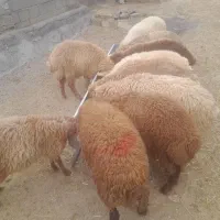 سلام ۱۱عددبره ۸نر۳عددماده قیمت جفتی ۲۲میلیون