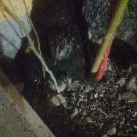 مرغ با جوجه