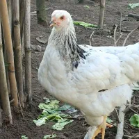 فروش تعدادی جوجه برهمای لایت ومرغ برهمای رنگ بوف|حیوانات مزرعه|لشت نشا, |دیوار