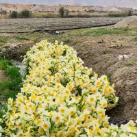 پخش عمده روزانه گل نرگس|گل و گیاه طبیعی|جره و بالاده, |دیوار