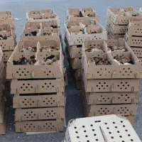 فروش مستقیم انواع جوجه باکیفیت پرورشی|حیوانات مزرعه|نورآباد ممسنی, |دیوار