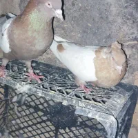 یک جفت سینه قرمزو زرد نرو ماده
