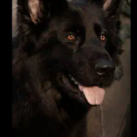 سگ ژرمن بلک خالص ۹ ماهه