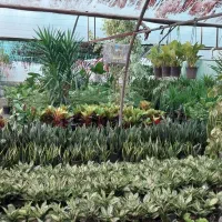 گل وگیاه طبیعی وشاداب