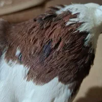 طوقی  نر سرخ خال سیاه|پرنده|بروجرد, |دیوار
