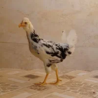 مرغ گلین|حیوانات مزرعه|برازجان, |دیوار