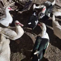 تخم اردک اسراعیلی نطفه دار