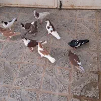 کفتر|پرنده|مشهد, کوی سیدی|دیوار