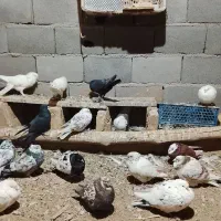 کبوتر پرشی بالایی ۵ساعت