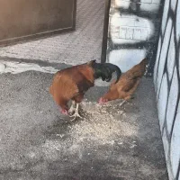 مرغ و خروس