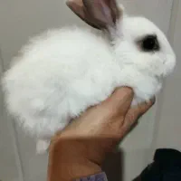 بچه خرگوش های دو رگه