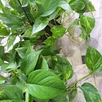 پتوس کاسه پر به مناسبت روز دختر با تخفیف ویژه