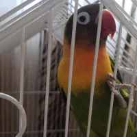 فروش یک جفت طوطی برزیلی دستی و سرحال