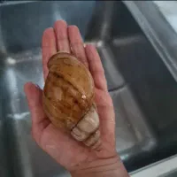 حلزون کاملا مولد|خزنده|تبریز, |دیوار