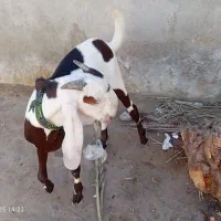 فروشی نر بز|حیوانات مزرعه|کنارک, |دیوار