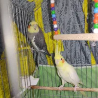 یک جفت عروس هلندی نر و ماده بالغ