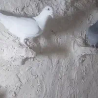 کفتر یاکبوتر