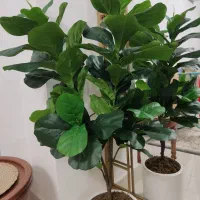 درختچه لیراتا|گل مصنوعی|رشت, جهاد|دیوار