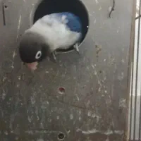 طوطی برزیلی|پرنده|بندر امام خمینی, |دیوار