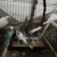 مرغ عشق|پرنده|سردشت, |دیوار