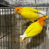 کوتوله مولد