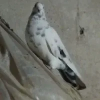 کبوتر|پرنده|چالدران, |دیوار