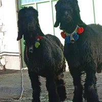 بره قوچ ترکی روزگاری نژاددار