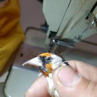 جوجه متولد قفس زیر دهن