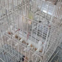 عروس هلندی|پرنده|رشت, نظری|دیوار