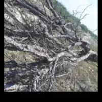 قطع درختان مزاحم|خدمات باغبانی و درختکاری|میناب, |دیوار