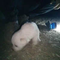 واگذاری پا کوتاه