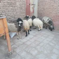 میش زاییده|حیوانات مزرعه|رفسنجان, |دیوار