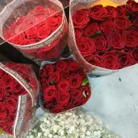 رز هلندی درجه یک قد بلند شاخه ای ۵۰