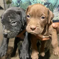 پیتبول امریکن بولی