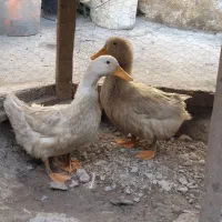 اردک|حیوانات مزرعه|مشهد, شهرک مهرگان|دیوار