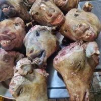 کله پاچه بره|خوردنی و آشامیدنی|قم, چهار مردان|دیوار