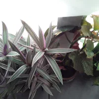 گل های خانگی