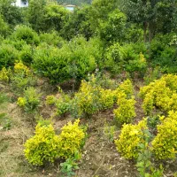 شمشاد و یاس