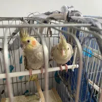 طوطی|پرنده|فومن, |دیوار