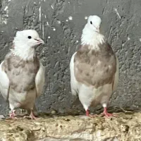 طوقی کرمانشاهی|پرنده|تهران, پارک شهر|دیوار