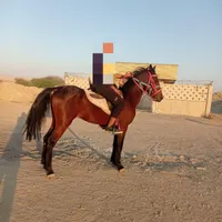 اسب‌نریان|اسب و تجهیزات اسب‌سواری|میناب, |دیوار