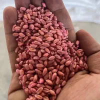 توزیع بذر گندم اصلاح شده