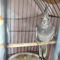 عروس هلندی|پرنده|محمدشهر, شهرک پیام (مهرالبرز)|دیوار