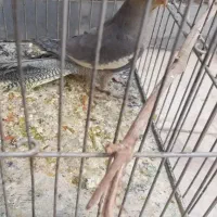 عروس هلندی ماده