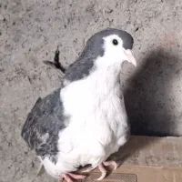 کبوتر ساده سیاه|پرنده|مشهد, فاطمیه|دیوار