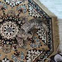 واگذاری گربه بازیگوش فندق خانم|گربه|ارومیه, |دیوار