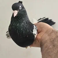 کبوتر سینه سیاه و ساده مگسی